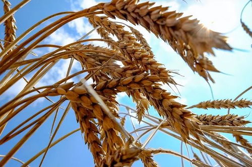 全球糧食價格飆漲 聯合國警告饑荒風險與稻谷危機的警示