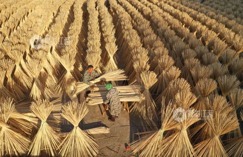 泰和晾曬竹制品與稻谷 傳統(tǒng)智慧與現(xiàn)代應(yīng)用