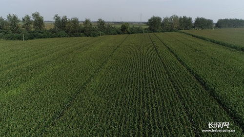 河北高質(zhì)量推進優(yōu)質(zhì)谷子產(chǎn)業(yè)集群建設(shè)，助力稻谷產(chǎn)業(yè)升級