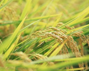 從一粒稻谷到秋天的奇遇 親子大鵬半島一日游