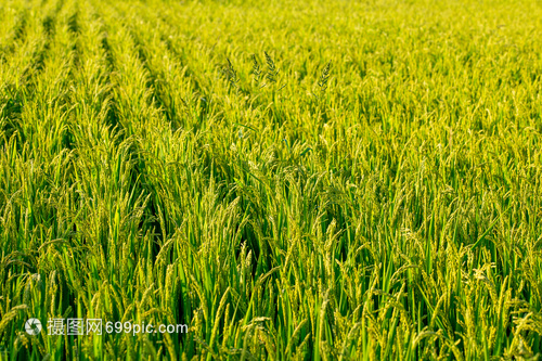 金色田野的希望 探訪五常大米水稻種植現場