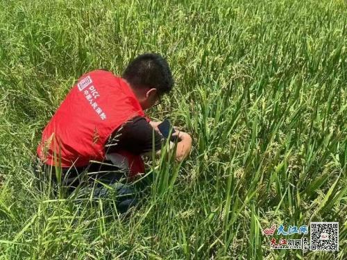 人保財險金溪支公司積極開展受災水稻查勘，助力農戶減災復產