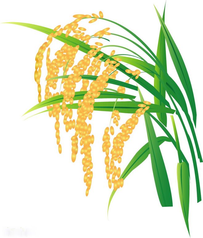 從一粒稻谷到滿園金黃 水稻矢量圖繪制的藝術與科學