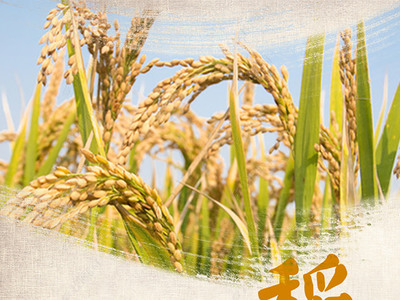 金黃稻谷，豐收圖景 高品質水稻田與稻谷素材下載指南